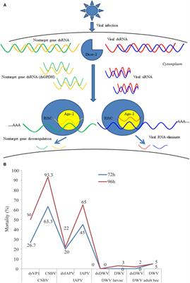 Diverse Factors Affecting Efficiency of RNAi in Honey Bee Viruses